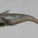 Il pesce "sciorge" o topo, sorcio, per via della sua lunga coda 